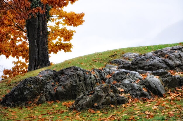 Verbazingwekkend landschap van een heuvel gedeeltelijk bedekt met stenen en gras