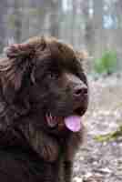 Gratis foto verbazingwekkend pluizig profiel van een harige bruine hond uit newfoundland