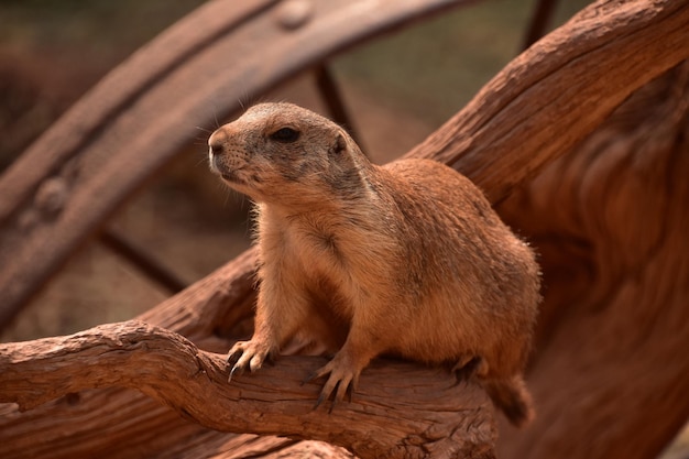 Verbazingwekkende Black Tailed Prairiehond op verweerd hout