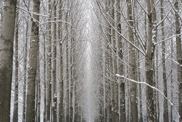 Verbazingwekkende lage hoek shot van winterbos met veel bomen