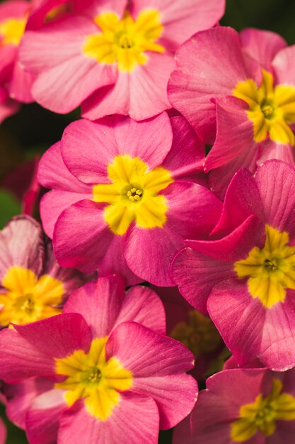 Verbazingwekkende roze verse wilde bloemen met geel centrum