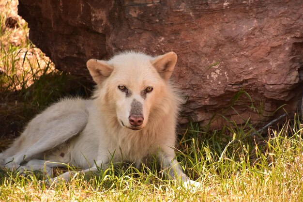 Verbluffende blik direct in het gezicht van een witte wolf in het wild