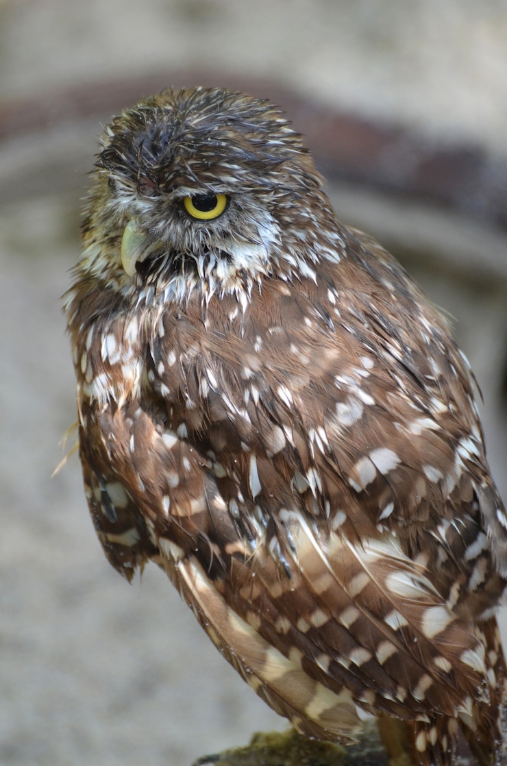 Gratis Foto veren gegolfd op een kleine gravende uil.