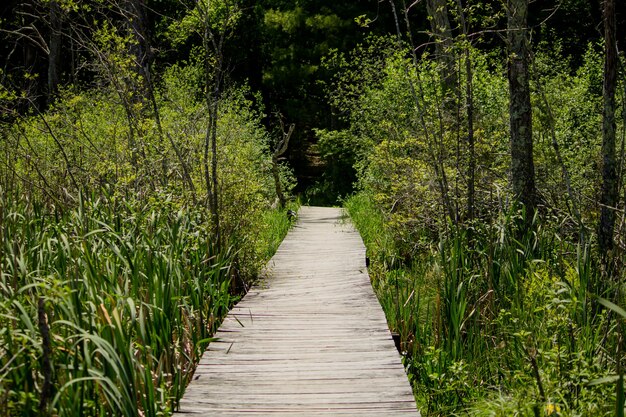 Verhoogde houten pad gaan door hoge planten in het bos