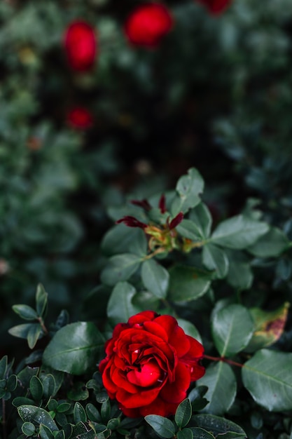 Gratis foto verhoogde mening van gevoelige rode bloem