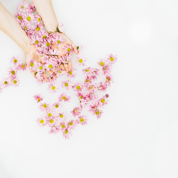 Verhoogde mening van menselijke hand met gevoelige verse bloemen