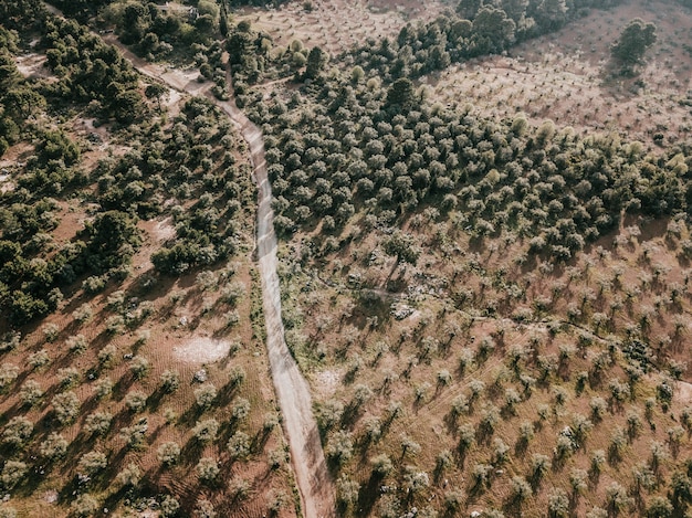 Verhoogde mening van provincieweg en bomen