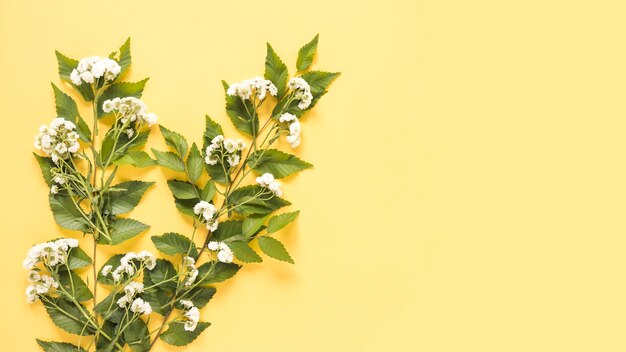 Verhoogde mening van witte bloemen op gele oppervlakte