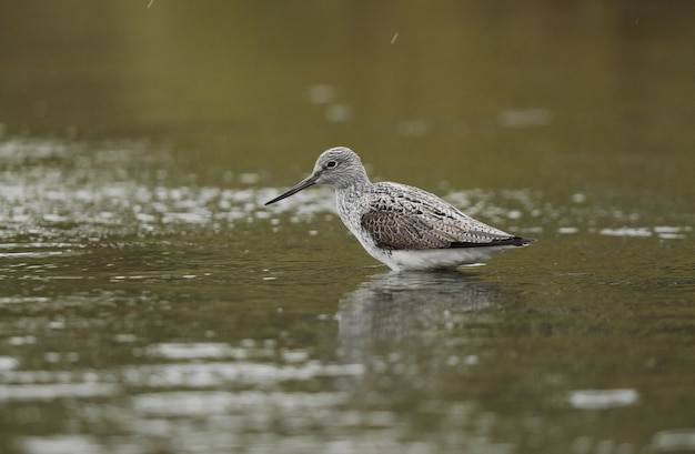 Vermoeide lentemigrant Gemeenschappelijke greenshank