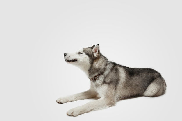 Verrukkelijk. Husky metgezelhond poseert. Het leuke speelse witte grijze hondje of huisdier spelen op witte studioachtergrond. Concept van beweging, actie, beweging, huisdierenliefde. Ziet er gelukkig, opgetogen, grappig uit.