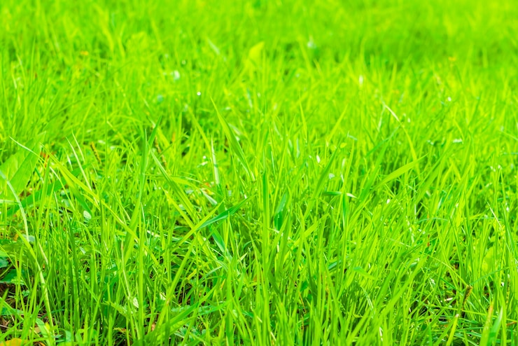 Gratis Foto vers de lente groen gras