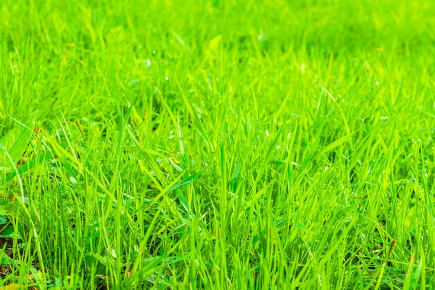 Vers de lente groen gras