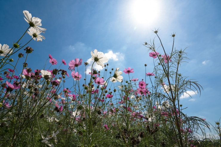 Gratis Foto vers en gedroogd kosmos bloemenveld