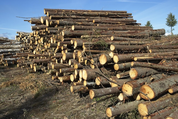 Vers gesneden boomstammen stapel