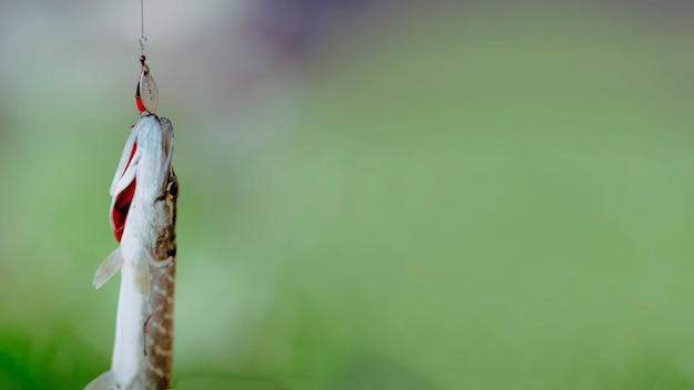 Gratis foto vers gevangen vis in de haak tegen onscherpe achtergrond