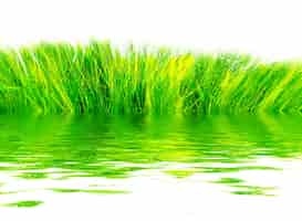 Gratis foto vers gras weerspiegeld in het water