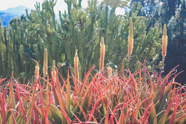 Verscheidenheid aan cactus