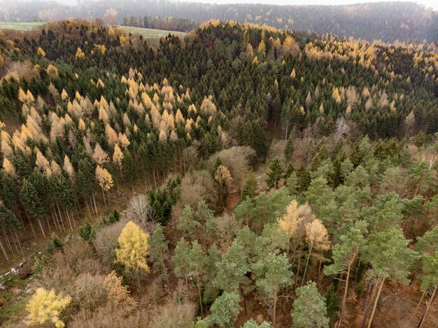 verschillende bomen met meerdere tinten groeien op een berg