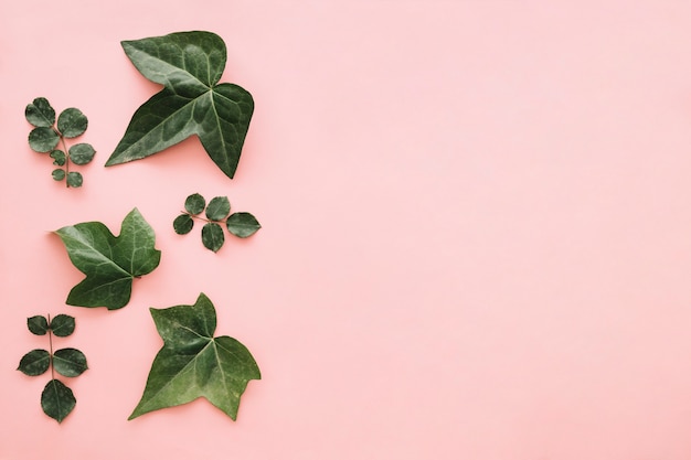 Verschillende groene bladeren geïsoleerd op roze oppervlak