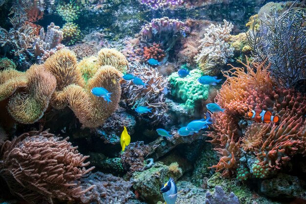 Verschillende kleurrijke vissen gele tang Anemoonvis Ctenochaetus tominiensis Flame maanvissen