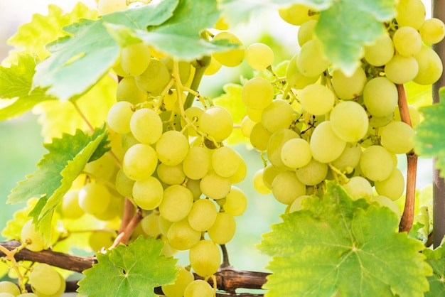 Verschillende trossen rijpe druiven op de wijnstok selectieve focus Premium Foto