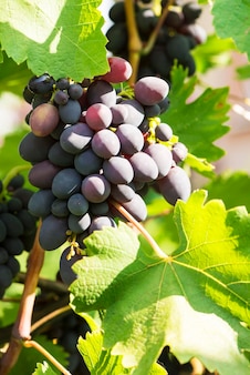 Verschillende trossen rijpe druiven op de wijnstok selectieve focus