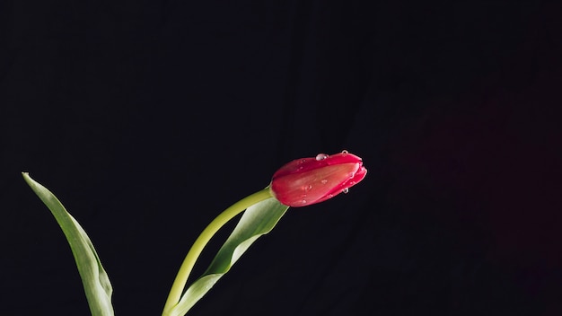 Verse aromatische rode bloem met groene bladeren in dauw