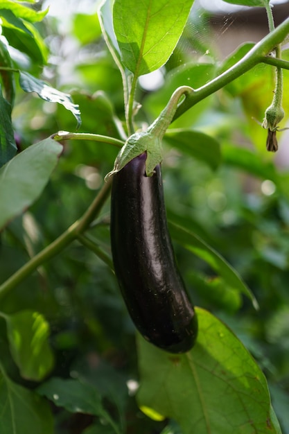 Verse biologische aubergine in de tuin close-up.