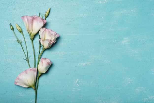 Gratis foto verse bloesem eustoma bloemen op blauwe gestructureerde achtergrond