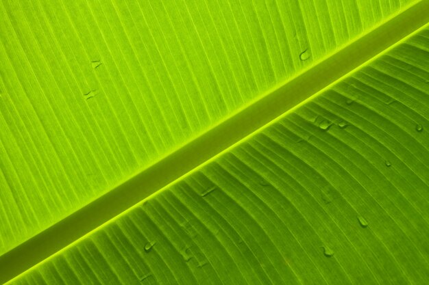 verse gezonde ecologie patroon van de natuur