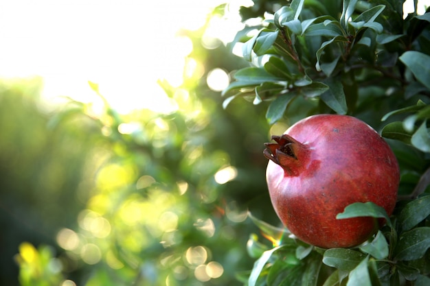 Verse granaatappel op de boom