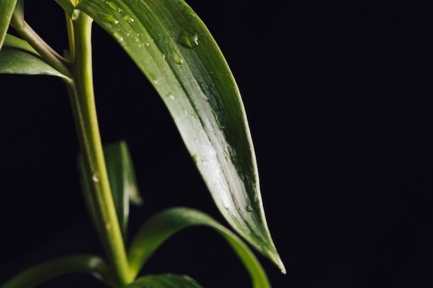 Verse groene bladeren in dauw