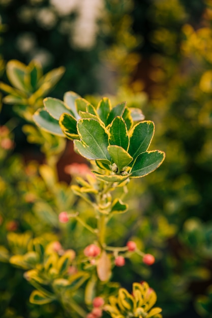 Verse groene bladeren van planten in de tuin