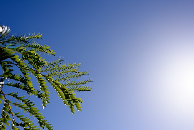 Verse groene boom en blauwe lucht