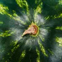 Gratis foto verse groene gehele watermeloenclose-up