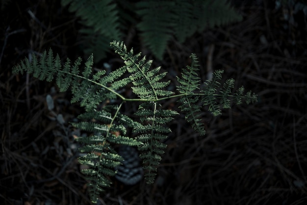 Verse groene varenbladeren