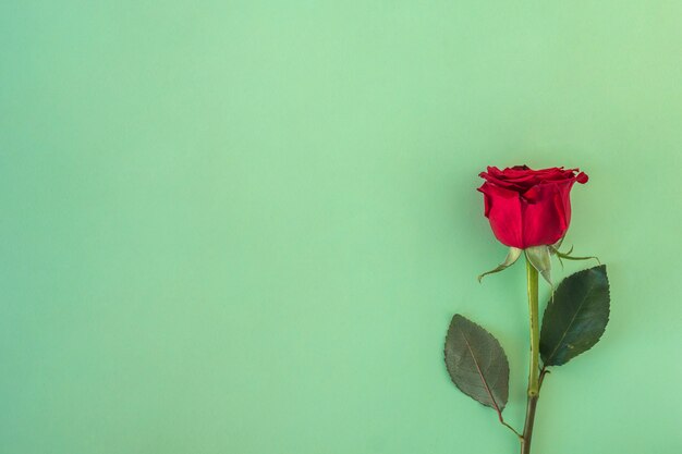 Verse prachtige rode roos
