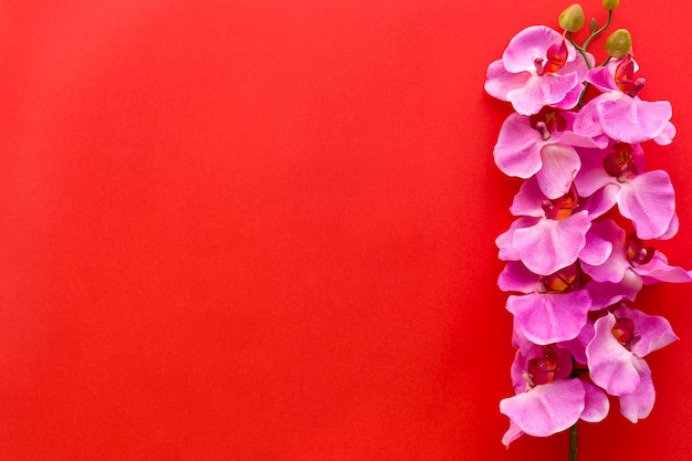 Verse roze orchideebloemen die op rode achtergrond worden geschikt