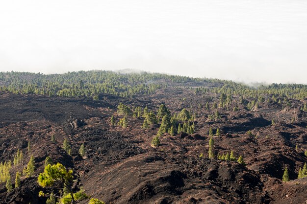 Verspreid bomen op vulkanisch reliëf