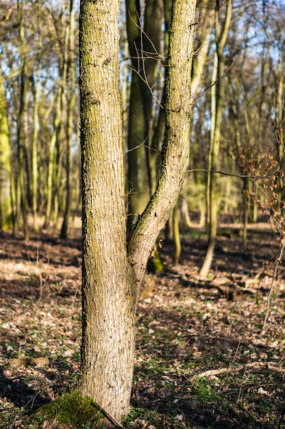 Gratis foto verticaal beeld van bomen in een bos onder het zonlicht