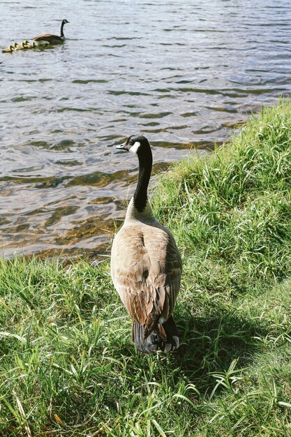 Verticaal close-upschot van een eend die zich op gras dichtbij het water bevindt