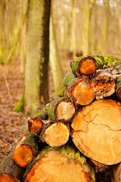 Gratis foto verticaal close-upschot van gehakt firewoods - het concept van het aardmisbruik