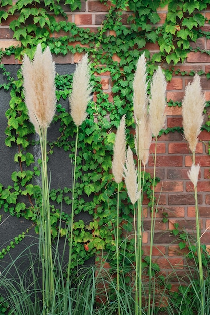 Verticaal frame het idee om de ruimte van een huis of studio klimop en riet op de achtergrond van een rode bakstenen muur decoratieve planten voor ontwerp te versieren