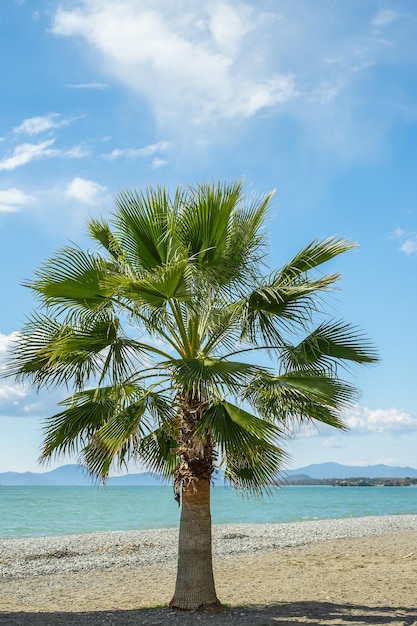 Verticaal frame palmboom tegen de hemel met wolken strand aan de Egeïsche zee reistijd ansichtkaart voor achtergrond of screensaver