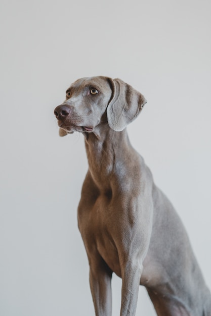 Gratis foto verticaal portret van een blauw weimaraner-type hond op grijs