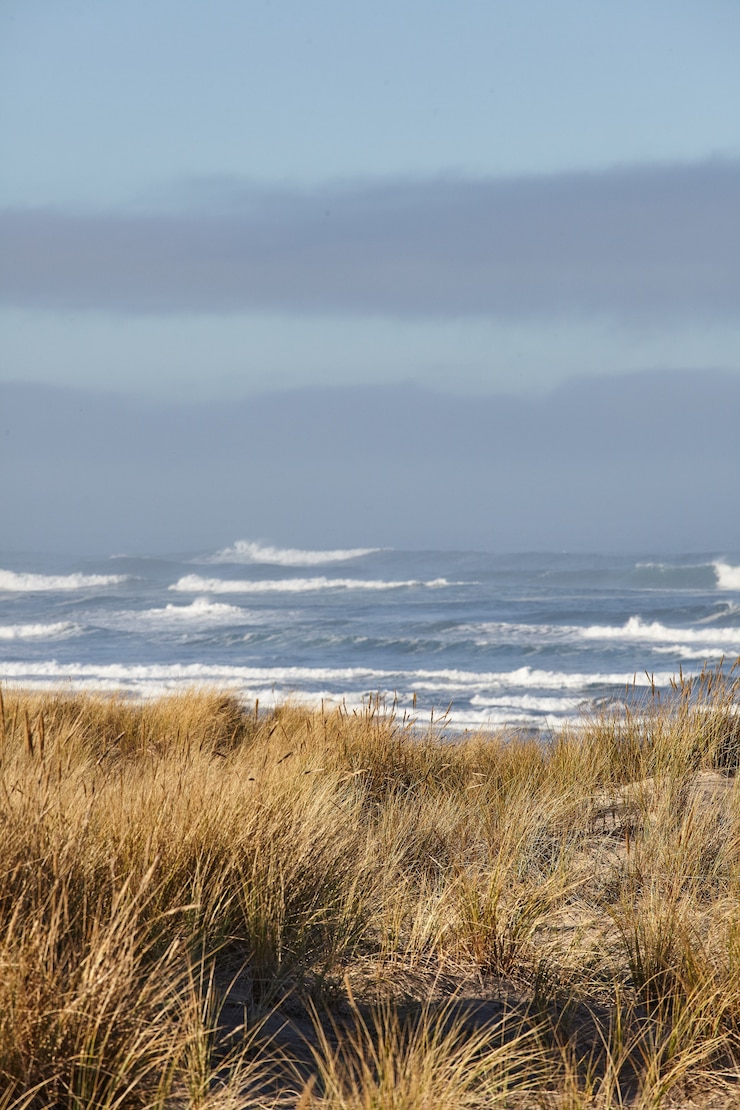 Gratis Foto verticaal schot van beachgrass in de ochtend bij cannon beach, oregon