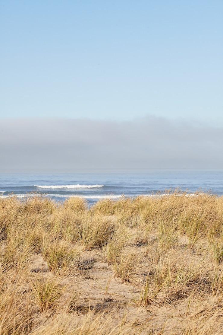 Gratis Foto verticaal schot van beachgrass in de ochtend bij cannon beach, oregon