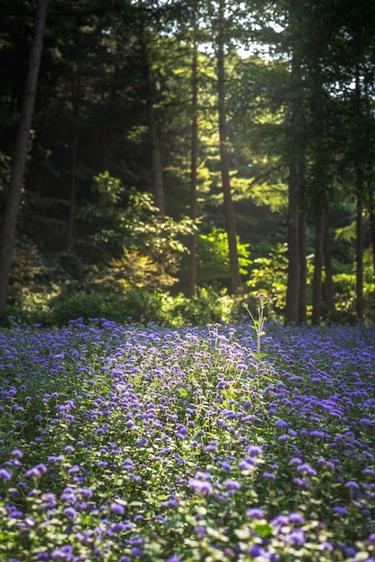 Verticaal schot van blauwe nertsbloemen in een bos onder het zonlicht in zuid-korea