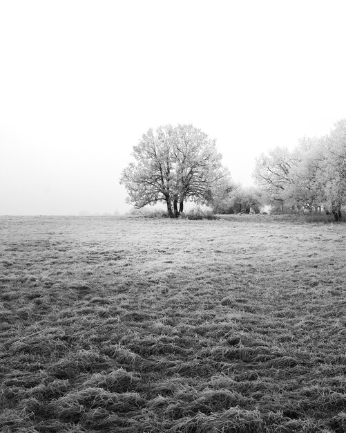 Verticaal schot van bomen in een winterlandschap