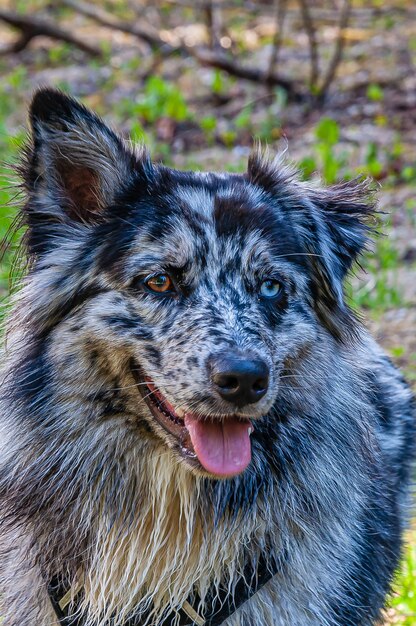 Verticaal schot van een Australische Collie-hond